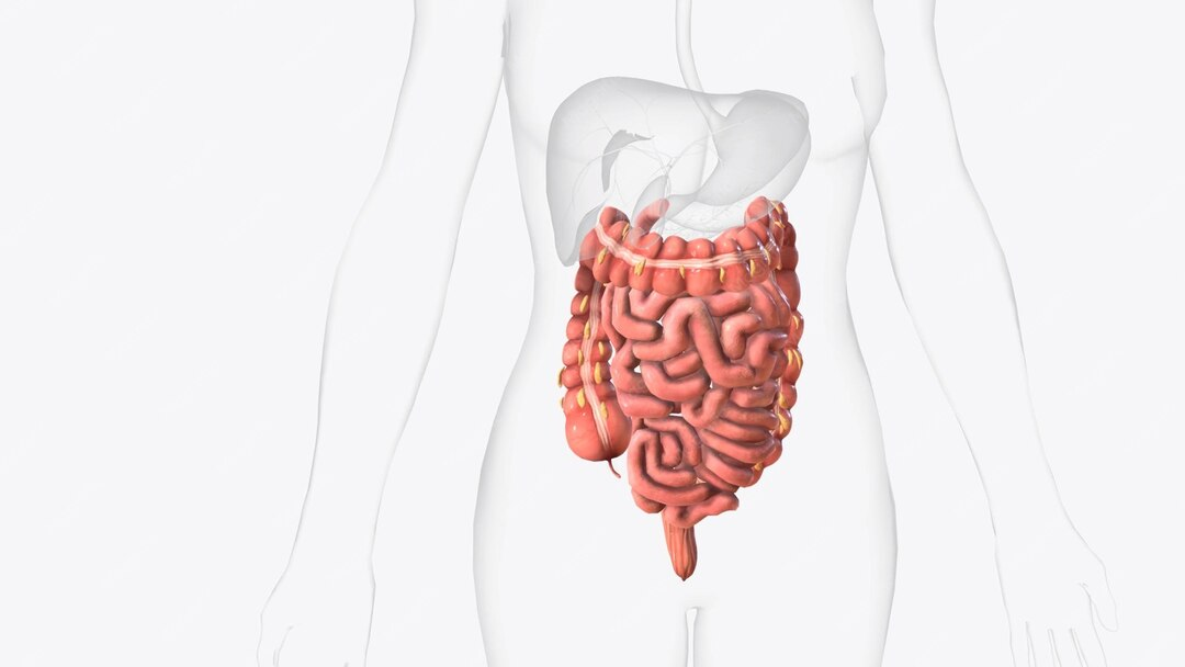 Gastrointestinal